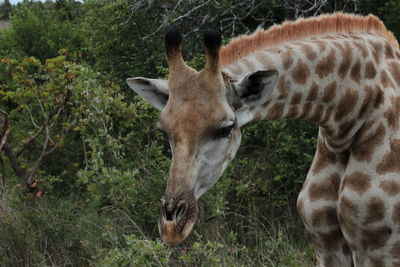 Giraffe standing on grassy field