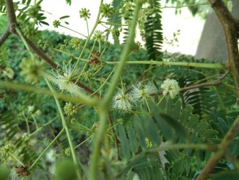 Close-up of plants growing on field