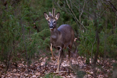 animal