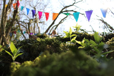Close-up of plants