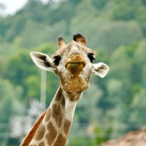 Close-up of giraffe on land