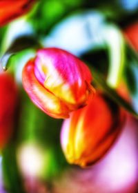 Close-up of red tulip