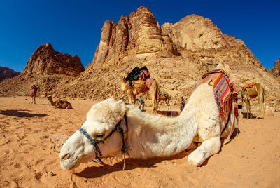 Camels in jordan wadi rum desert on red sand with baby and high mountains in the background