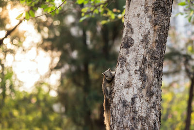 Squirrel on tree trunk at sunrise