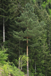 Pine trees in forest