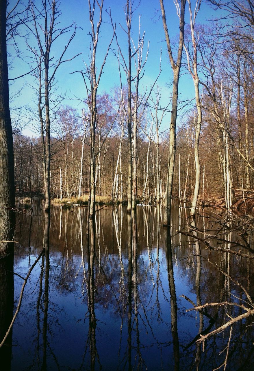 water, lake, reflection, blue, bare tree, tranquility, tree, tranquil scene, scenics, nature, beauty in nature, sky, waterfront, river, day, clear sky, outdoors, branch, idyllic, no people