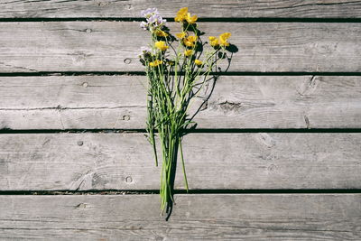 Close-up of yellow flowers in vase