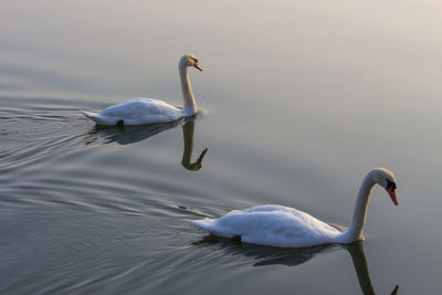 Close-up of swan swimming in lake