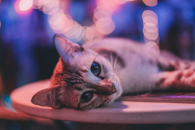 Close-up portrait of a cat