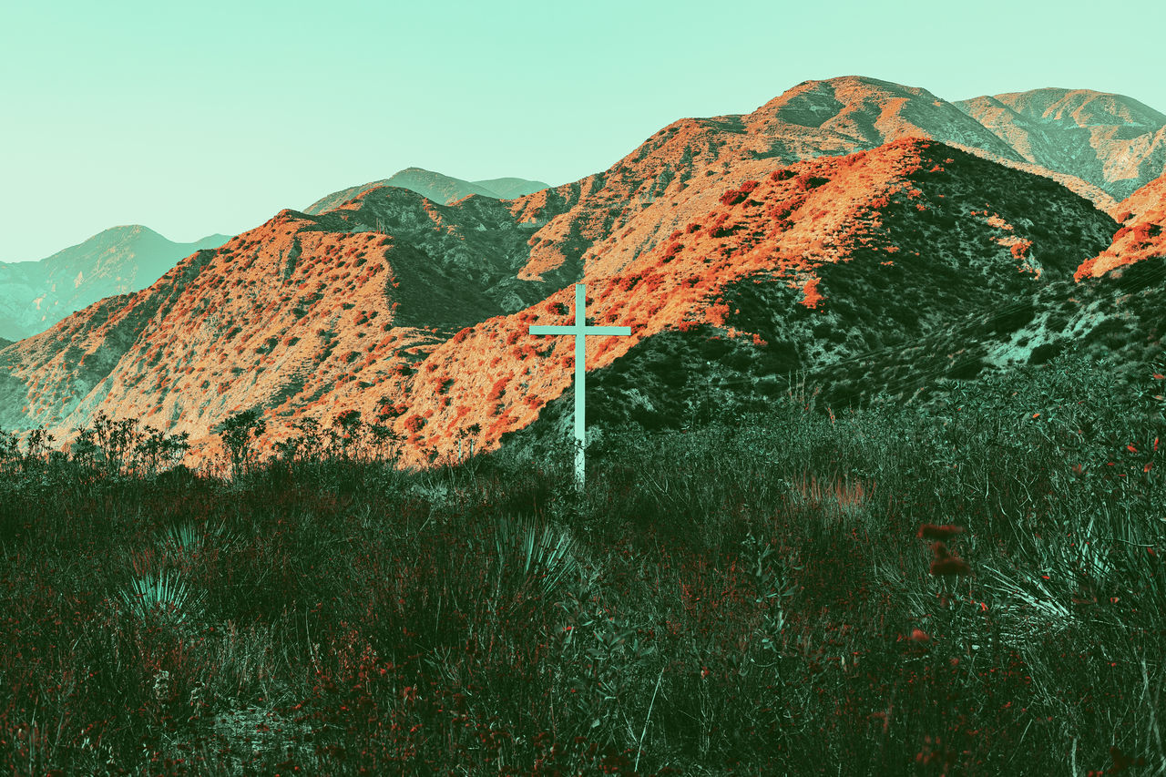 PLANTS GROWING ON LAND AGAINST SKY