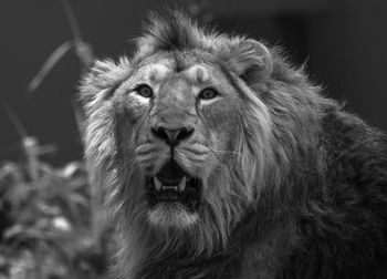 Close-up portrait of lion