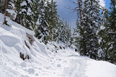 Snow covered land and trees against sky