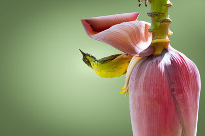 Close-up of sunbird on banana flower