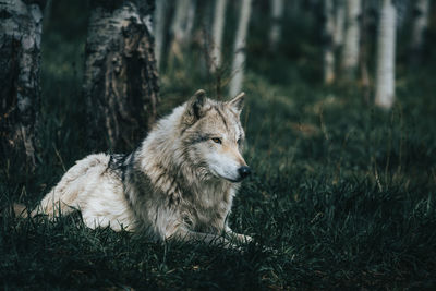 A wolfdog lies in the grass.