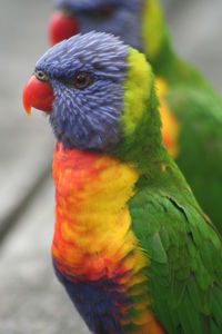 Close-up of brilliantly coloured australian bird, the rainbow lorikeet