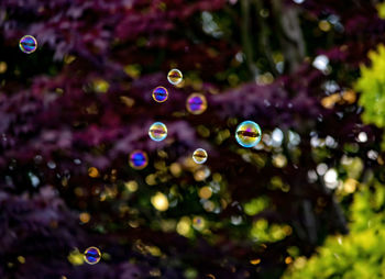 Close-up of bubbles