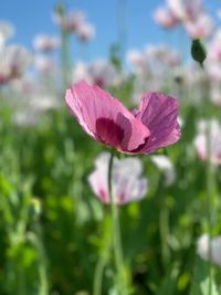 Close-up of pink flowering plant