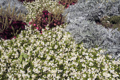 Full frame shot of fresh flowers