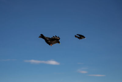 Low angle view of bird flying against clear sky