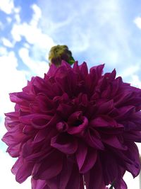 Close-up of pink flowers