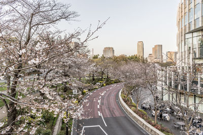 Panoramic view of cherry blossom by road against sky
