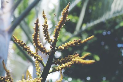 Close-up of flowering plant