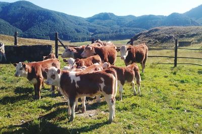 Cows grazing on field