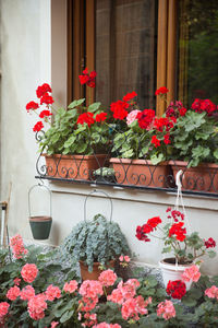 Close-up of pink flowers blooming on window sill