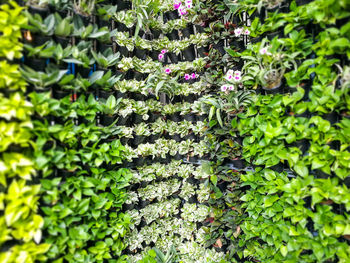 Full frame shot of ivy growing on plant