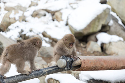 Monkey sitting on a snow