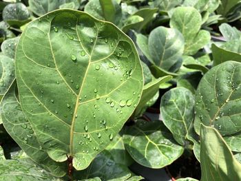 Close-up of wet plant leaves