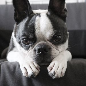 Portrait of dog on sofa