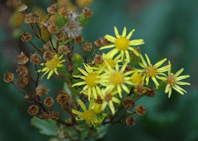 Close-up of yellow flowering plant