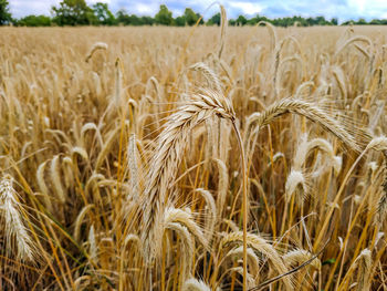 Wheat growing on field against sky