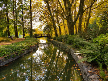 Scenic view of river passing through forest