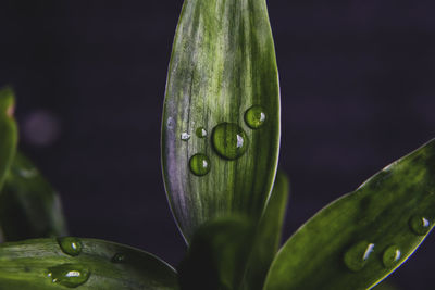 Close-up of raindrops on leaf