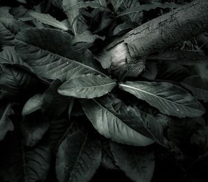 Full frame shot of flowers