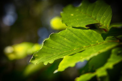 Close-up of green leaves