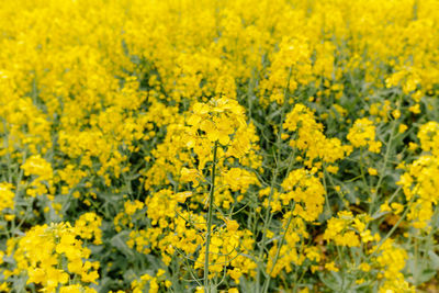 Scenic view of oilseed rape field