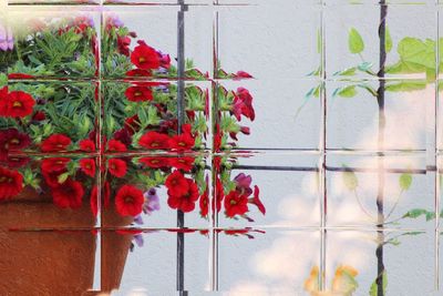 Close-up of red flowering plants against wall