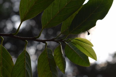 Close-up of fresh green leaves