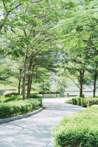 Empty road along trees in park