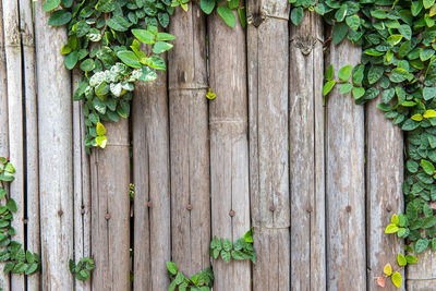 Ivy on old wooden door