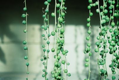 Close-up of green berries on plants