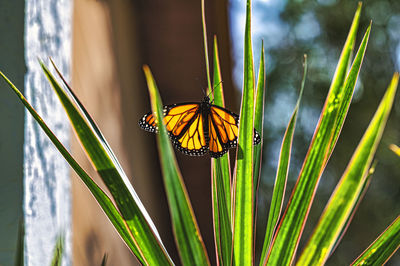 Close-up of butterfly on plant