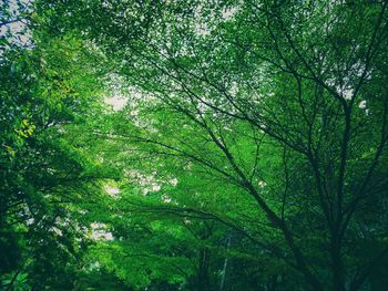 Low angle view of bamboo trees in forest