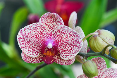 Close-up of pink orchids on plant