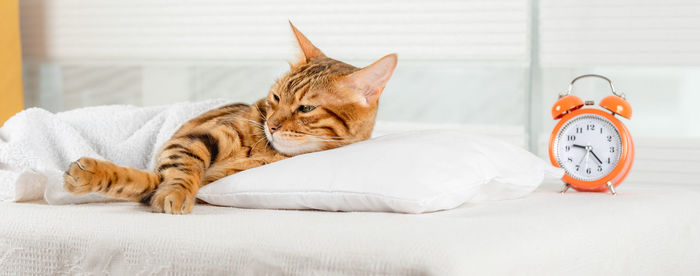 A beautiful red cat is resting on a pillow. sleeping bengal cat.