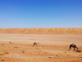 Camel on desert against clear sky