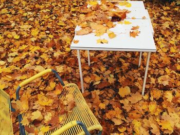 Autumnal leaves on tree trunk